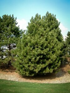 Сосна Чёрная (Pinus Nigra) купить по цене от 270.00р. в интернет-магазине «Посадика» с доставкой почтой в в Армавире и по всей России – [изображение №1].