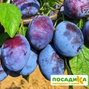 Слива Чачакская ранняя купить по цене от 229.00р. в интернет-магазине «Посадика» с доставкой почтой в в Армавире и по всей России – [изображение №1].