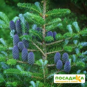 Пихта корейская (Abies koreana) купить по цене от 450.00р. в интернет-магазине «Посадика» с доставкой почтой в в Армавире и по всей России – [изображение №1].