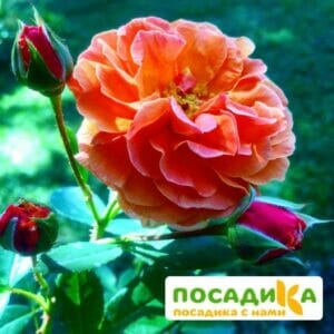 Роза Арабия купить по цене от 350.00р. в интернет-магазине «Посадика» с доставкой почтой в в Армавире и по всей России – [изображение №1].