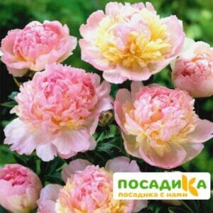 Пион Распберри Сандей (Paeonia Raspberry Sundae) купить по цене от 959р. в интернет-магазине «Посадика» с доставкой почтой в в Армавире и по всей России – [изображение №1].