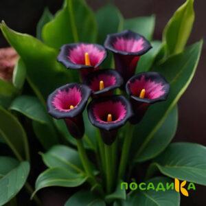 Калла Аура Лейс купить по цене от 400р. в интернет-магазине «Посадика» с доставкой почтой в в Армавире и по всей России – [изображение №1].