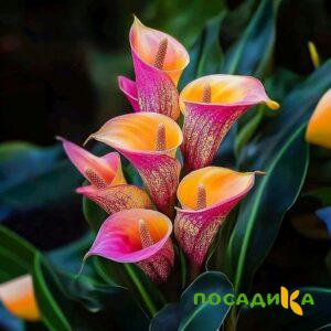 Калла Оникс купить по цене от 450р. в интернет-магазине «Посадика» с доставкой почтой в в Армавире и по всей России – [изображение №1].