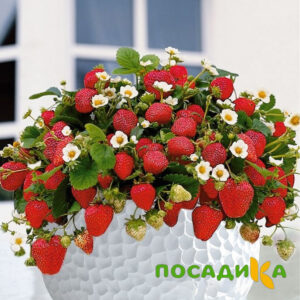 Клубника Рубиновый Шепот (горшечная) купить по цене от 240р. в интернет-магазине «Посадика» с доставкой почтой в в Армавире и по всей России – [изображение №1].