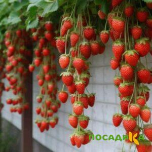 Клубника вьющаяся Комплимент купить по цене от 470р. в интернет-магазине «Посадика» с доставкой почтой в в Армавире и по всей России – [изображение №1].