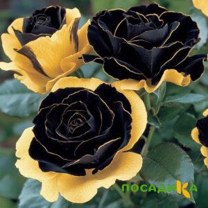 Роза Ханни Сикл купить по цене от 700р. в интернет-магазине «Посадика» с доставкой почтой в в Армавире и по всей России – [изображение №1].