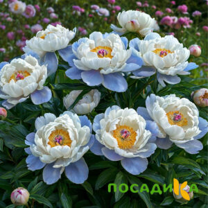 Пион акварельный Этюд купить по цене от 806р. в интернет-магазине «Посадика» с доставкой почтой в в Армавире и по всей России – [изображение №1].