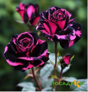 Роза Багровый Шепот купить по цене от 366р. в интернет-магазине «Посадика» с доставкой почтой в в Армавире и по всей России – [изображение №1].