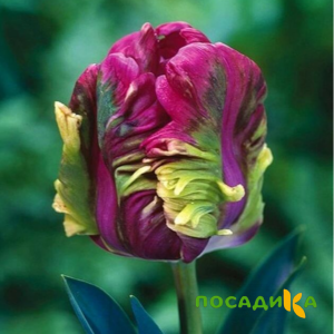 Тюльпан Экзотик Хэвен купить по цене от 186р. в интернет-магазине «Посадика» с доставкой почтой в в Армавире и по всей России – [изображение №1].