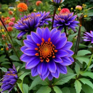 Георгин Лазурит купить по цене от 799р. в интернет-магазине «Посадика» с доставкой почтой в в Армавире и по всей России – [изображение №1].