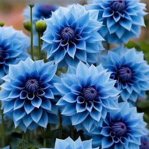 Георгин Вижапе купить по цене от 699р. в интернет-магазине «Посадика» с доставкой почтой в в Армавире и по всей России – [изображение №1].