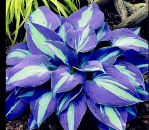 Хоста Аурелия купить по цене от 450р. в интернет-магазине «Посадика» с доставкой почтой в в Армавире и по всей России – [изображение №1].